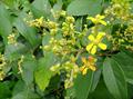 Dicella nucifera